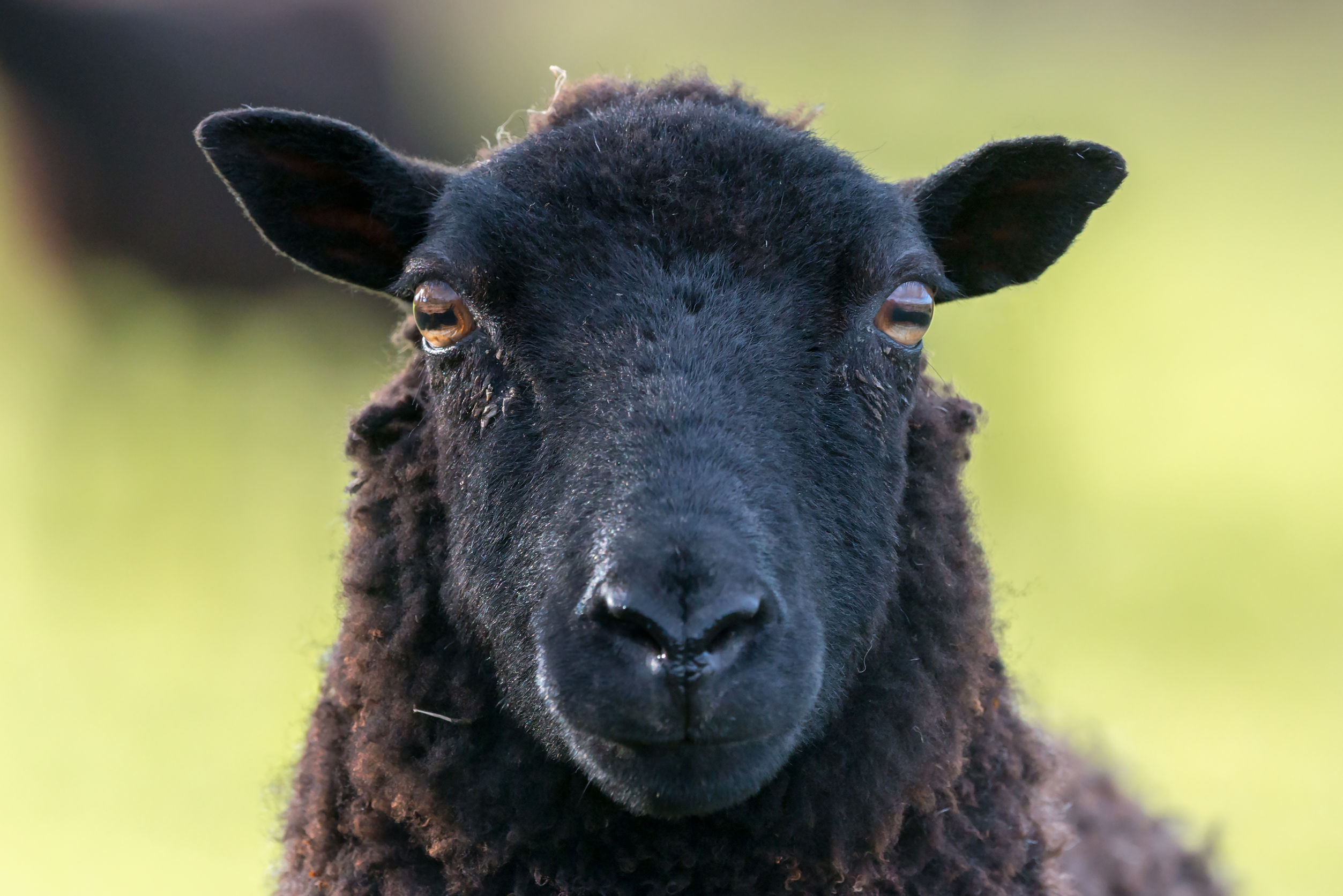 face-recognition-in-sheep-what-s-behind-the-headline-gorse-services